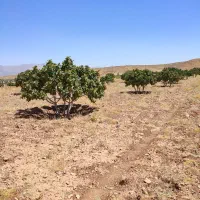 قطعه زمین4هزارمتری همراه با درخت10ساله