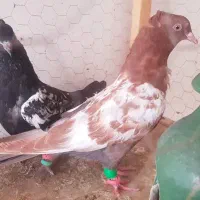 کبوتر رنگی و دورگ