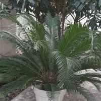 درخت و گل گیاه