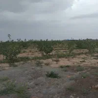 فروش باغ پسته ۱۰۰۰متری سند تک‌برگ