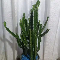 گل خانگی فروشی