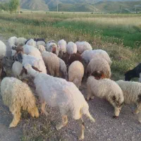گوسفند وبره