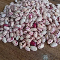 لوبیا چیتی  پا کوتاه