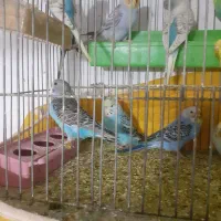 فروش مرغ عشق