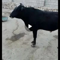 گاونر ۳ساله برای قربانی