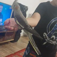 عروس هلندی ۲ساله'اروم و دوست داشتنی'
