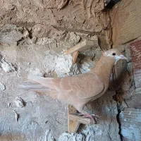 کبوتر|پرنده|مشهد, کلاته برفی|دیوار