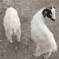 بزمادروبزغاله ها