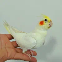 جوجه عروس هلندی درجه 1