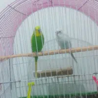 فروش  یک جفت مرغ  عشق