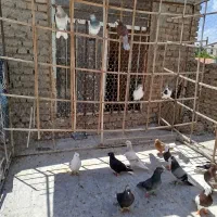 کبوتر|پرنده|سبزوار, شرق کال میانی|دیوار