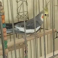 عروس هلندی نر خاکستری