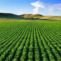 نیروی کار آقا و خانم برای باغ و سورت تسویه روزانه