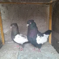 یه جفت کبوتر سینه ای