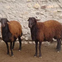 بره نر