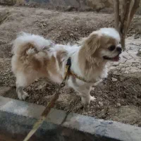 سگ پا کوتاه