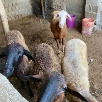 گوسفند|حیوانات مزرعه|شیرگاه, |دیوار