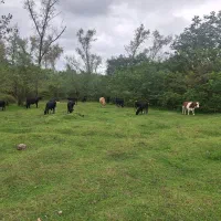 سفر جاده ای