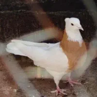 طوقی زرد ماده