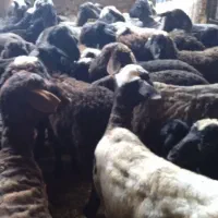 جایگاه رسمی دام ،زنده،خضوری وانلاین