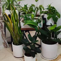 سرویس گل و گلدان درون خانگی