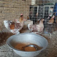 مرغ و خروس ویاندوت اورنج اصل