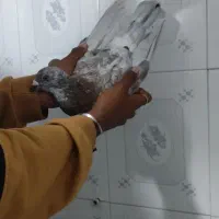 کفتر|پرنده|زاهدان, |دیوار