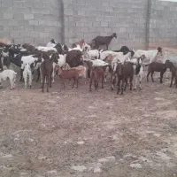 بز و بیگ  نژدی جوان
