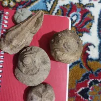 فسیل زیبا وسنگ