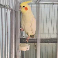 عروس هلندی