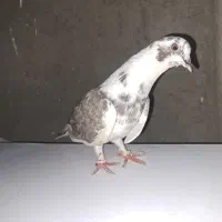 کبوتر