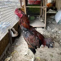 خروس لاری