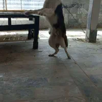 واگذاری دو عدد سگ نگهبان و گله
