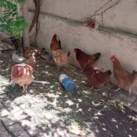 7عدد مرغ محلی جوان تخم گذار