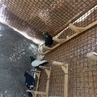 پلنگ|پرنده|رفسنجان, |دیوار