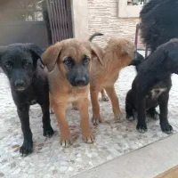 سگ میکس ژرمن و قدر جونی