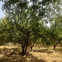 ۱۰۰۰متر باغ ویلا /نوساز/سند تکبرگ /شهریار