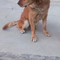 سگ نگهبان