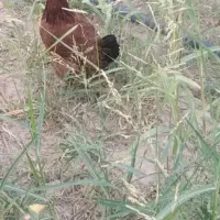مرغ جهت کشتار