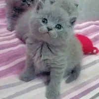 گربه اسکاتیش بلو