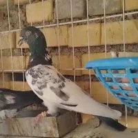 کبوتر