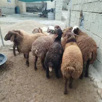 بره ی افشاری