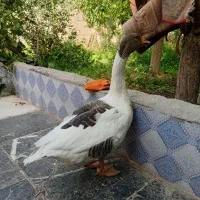 غاز جوان