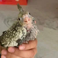 جوجه عروس هلندی