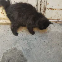 گربه سیاه پیدا شده