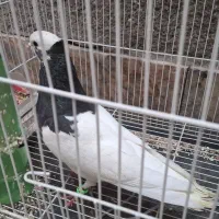 کبوتر کفتر  طوقی نر درشت کشیده جوانه‌