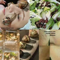 فروش حلزون آلبینو سوپر مولد