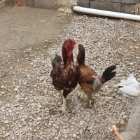 خروس لاری و مرغ تخم گذار کپ