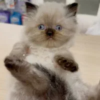 گربه چشم آبی توپولی