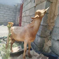چپشت رودان
